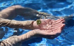 黑兽樱花未增删带翻译